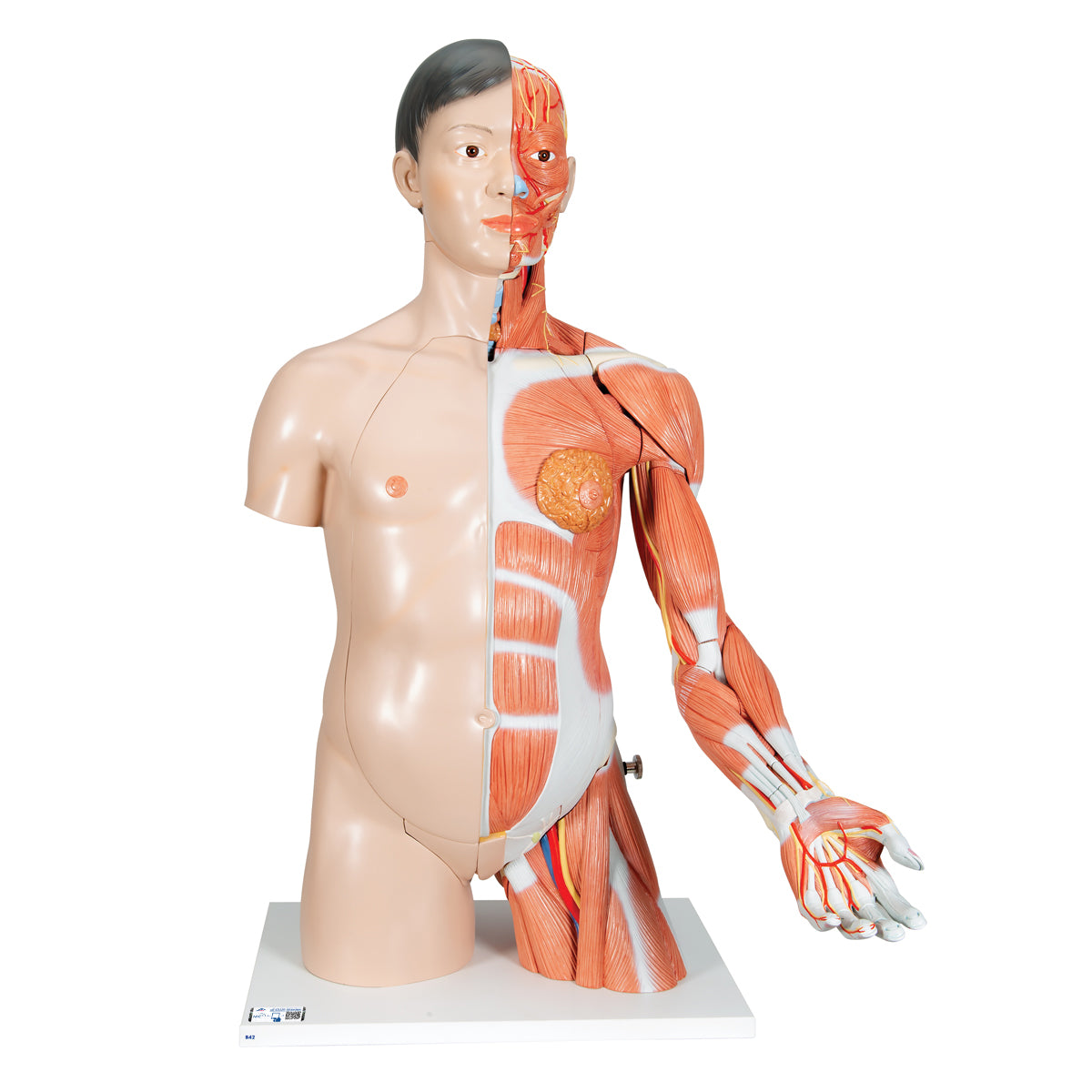 Life-Size Asian Dual Sex Human Torso Model with Muscular Arm, 33 parts