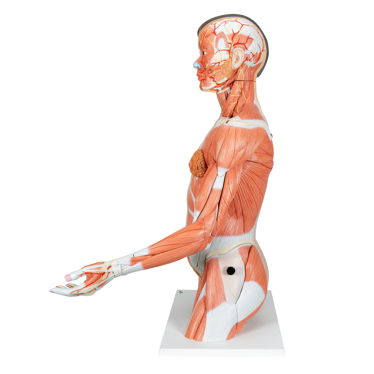 Life-Size Asian Dual Sex Human Torso Model with Muscular Arm, 33 parts