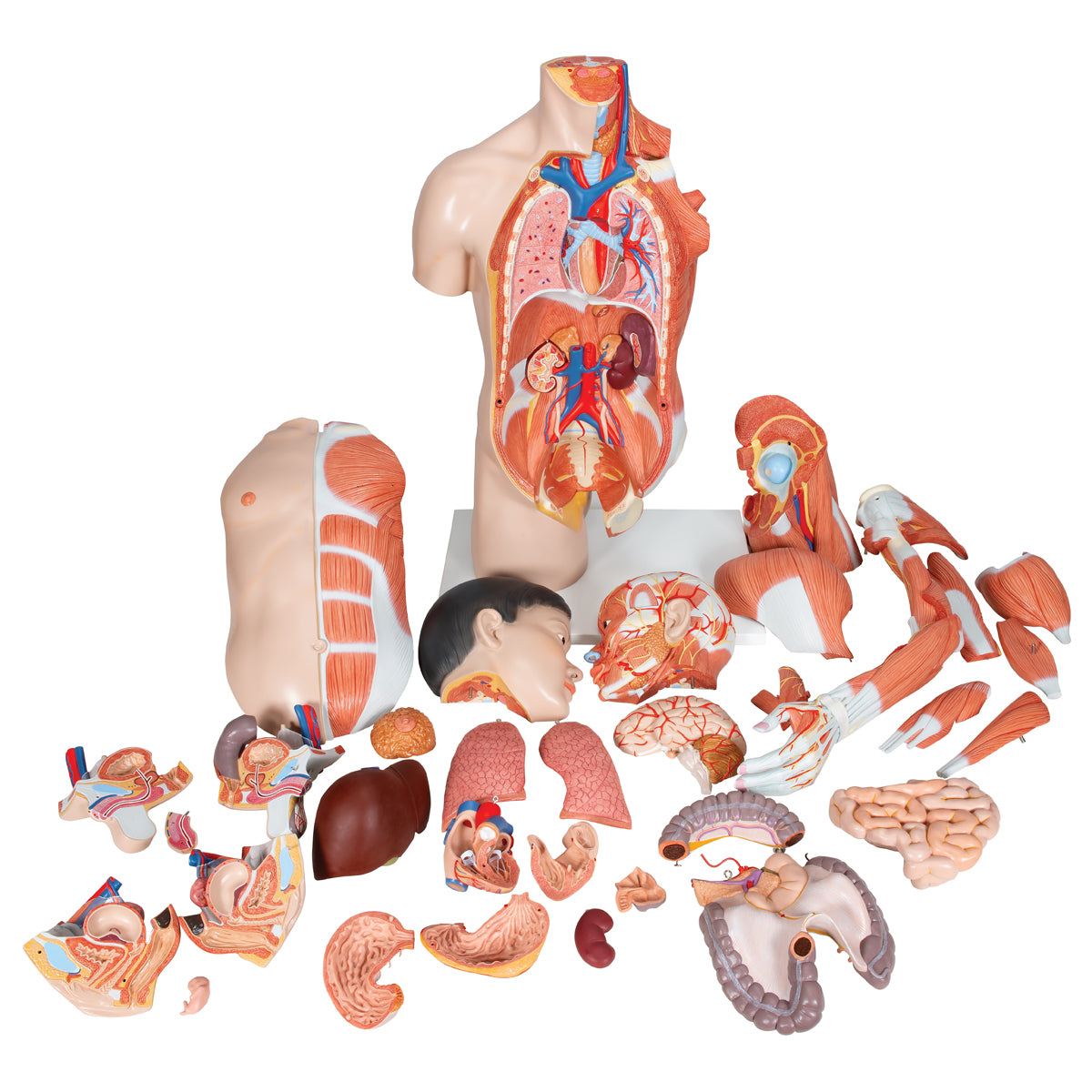 Life-Size Asian Dual Sex Human Torso Model with Muscular Arm, 33 parts