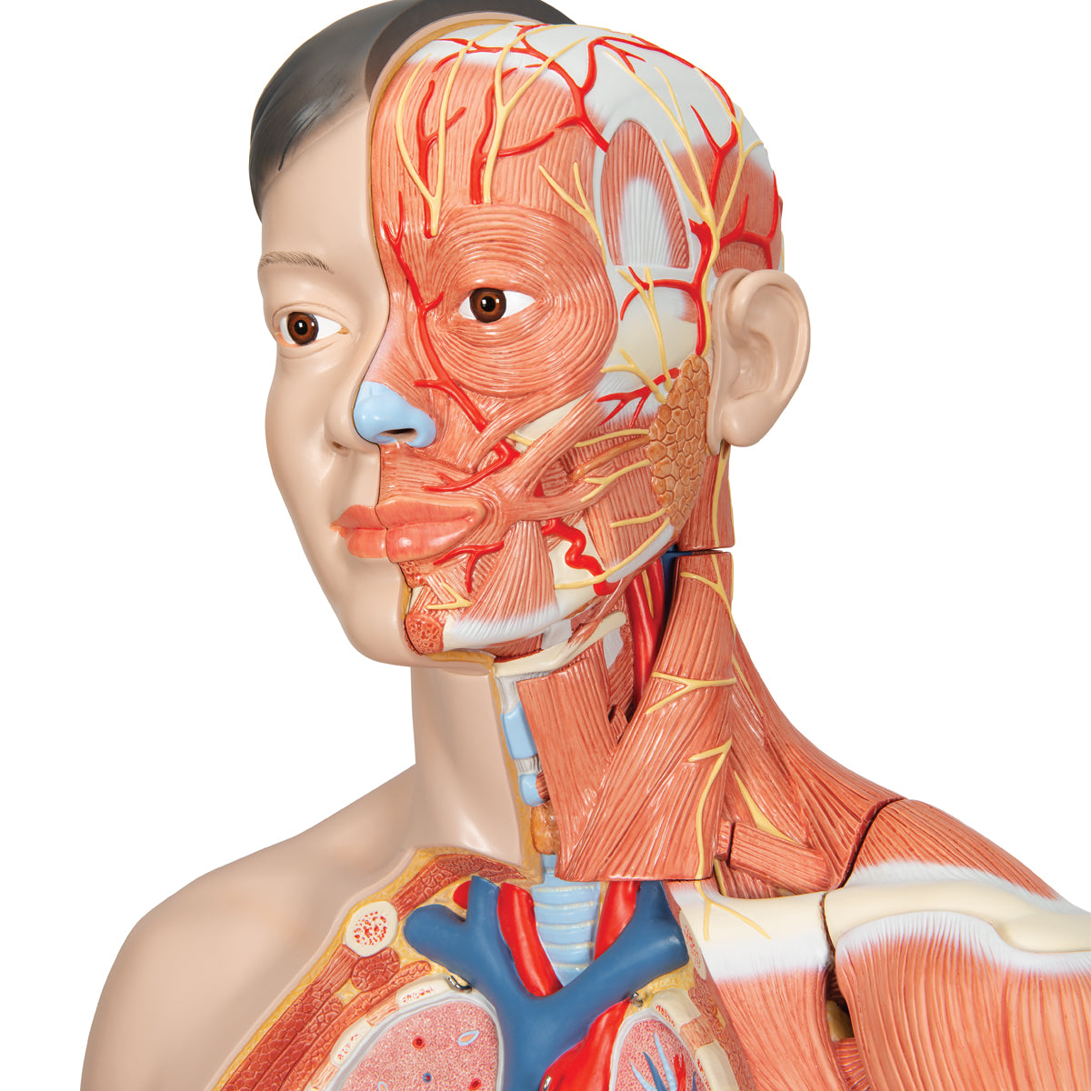 Life-Size Asian Dual Sex Human Torso Model with Muscular Arm, 33 parts