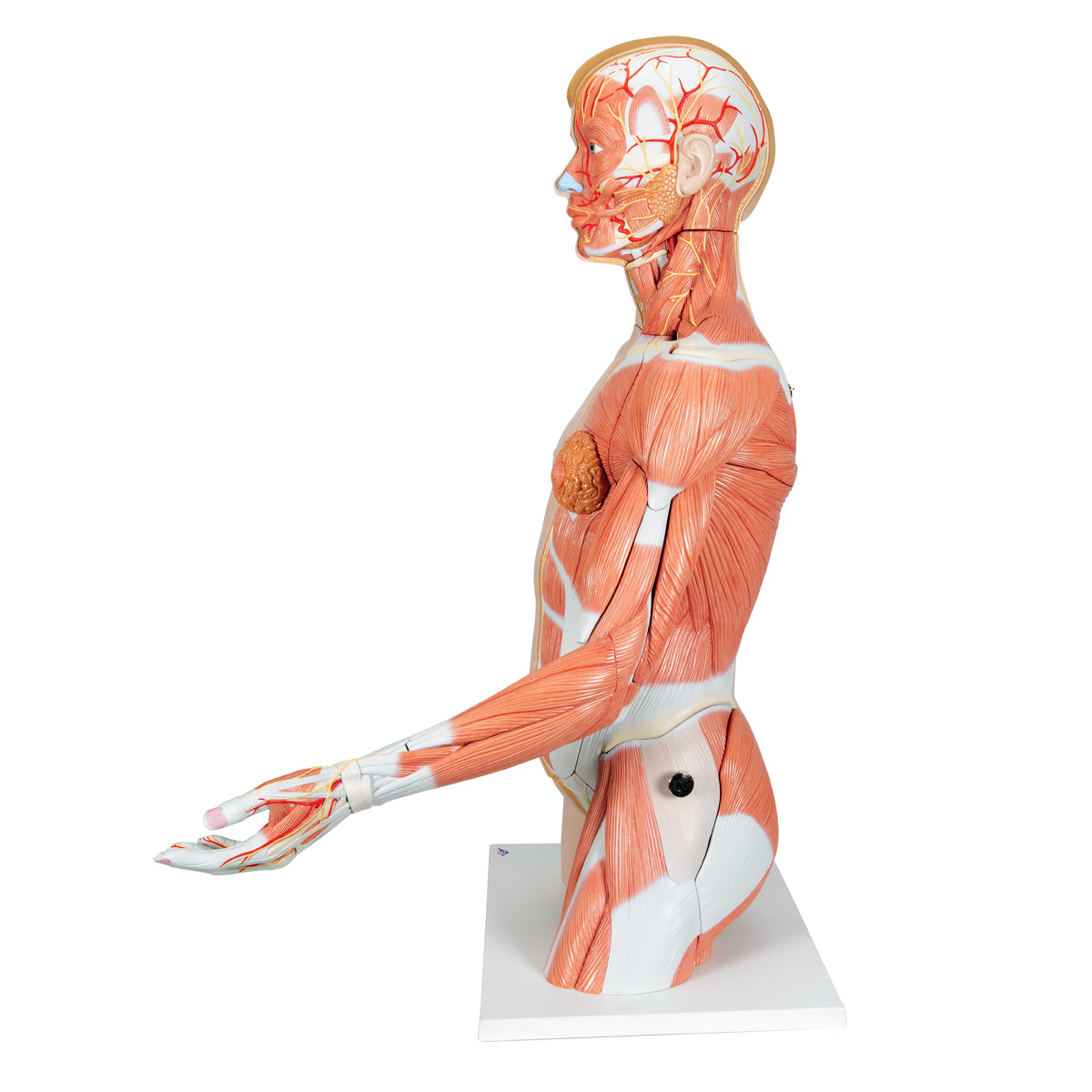 Life-Size Dual Sex Human Torso Model with Muscle Arm, 33 parts - 3B Scientific B42, view 10