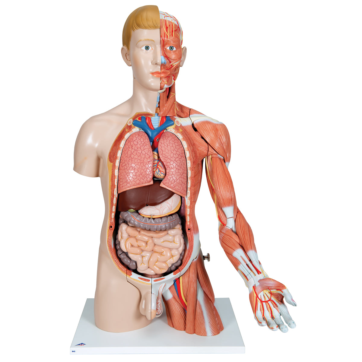 Life-Size Dual Sex Human Torso Model with Muscle Arm, 33 parts - 3B Scientific B42, view 11