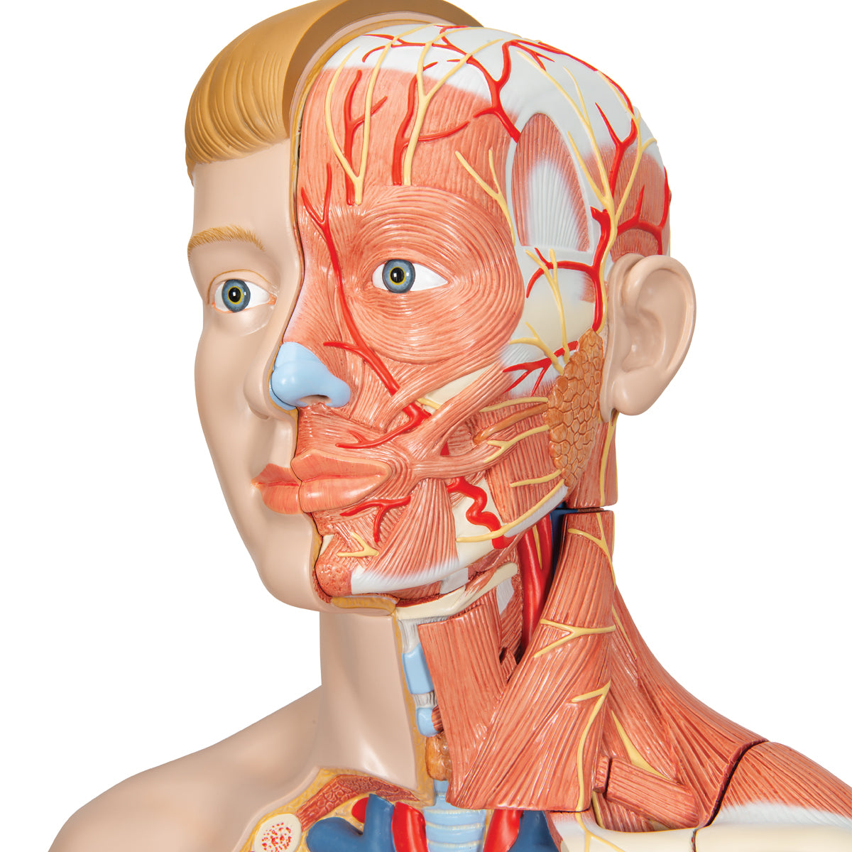 Life-Size Dual Sex Human Torso Model with Muscle Arm, 33 parts - 3B Scientific B42, view 13