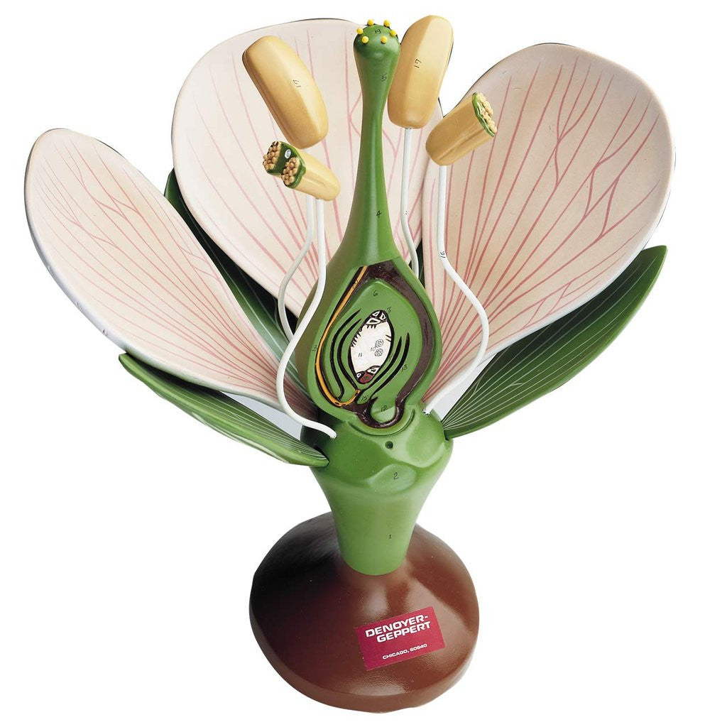 0500-00 Giant Dicot Flower