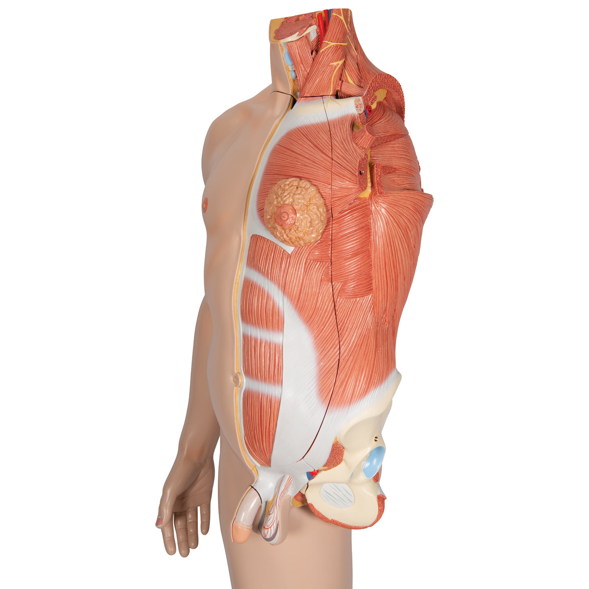 Life-Size Dual Sex Asian Human Figure, Half Side with Muscles, 39 part