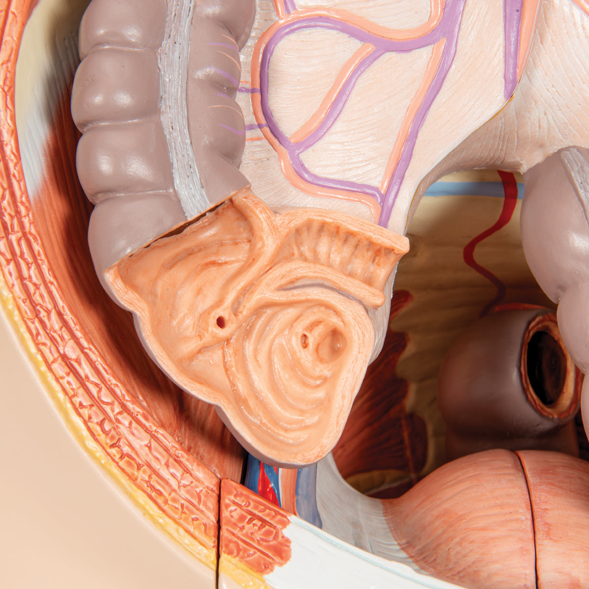 Life-Size Dual Sex Asian Human Figure, Half Side with Muscles, 39 part