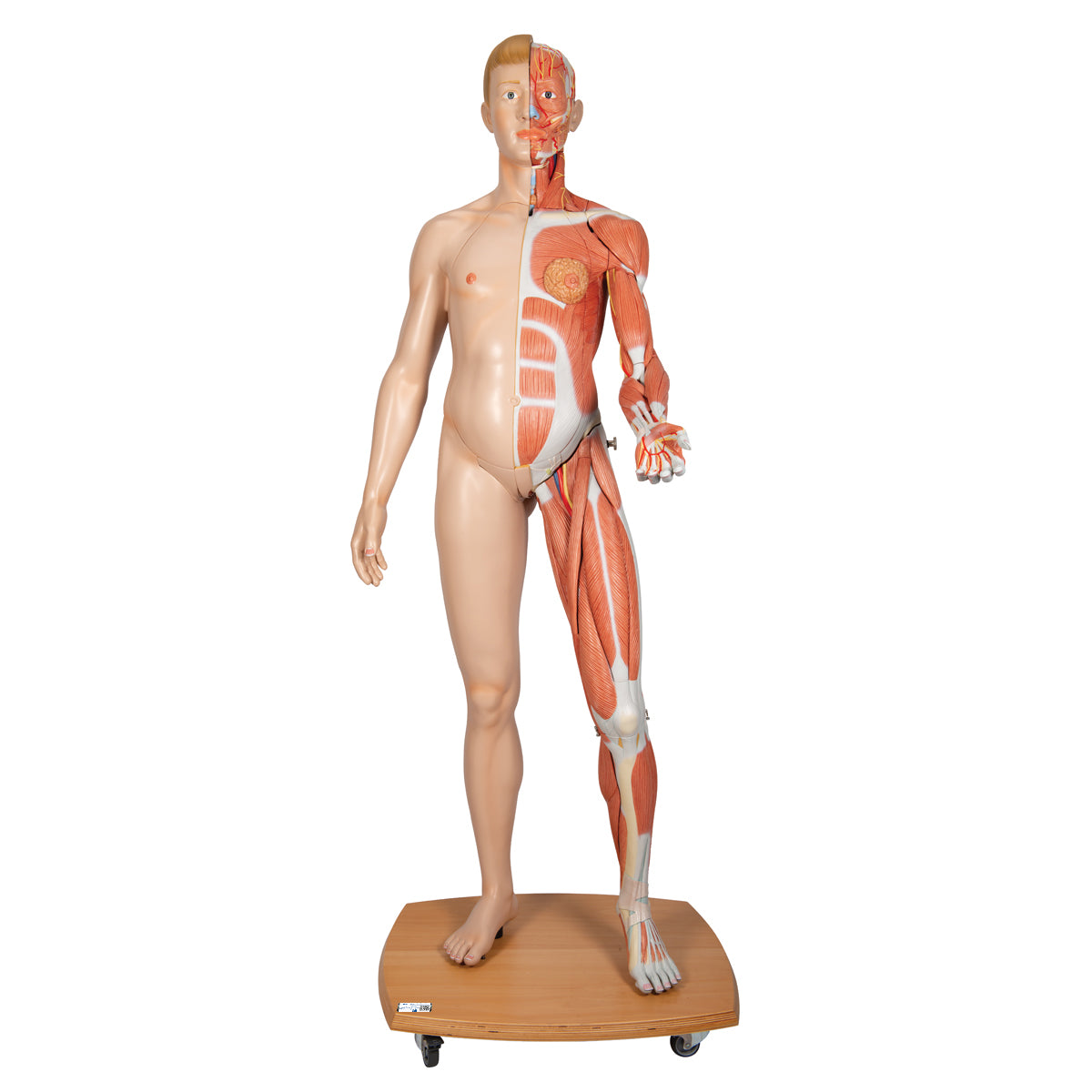 Life-Size Dual Sex Human Figure, Half Side with Muscles, 39 parts - 3B Scientific B53, view 8