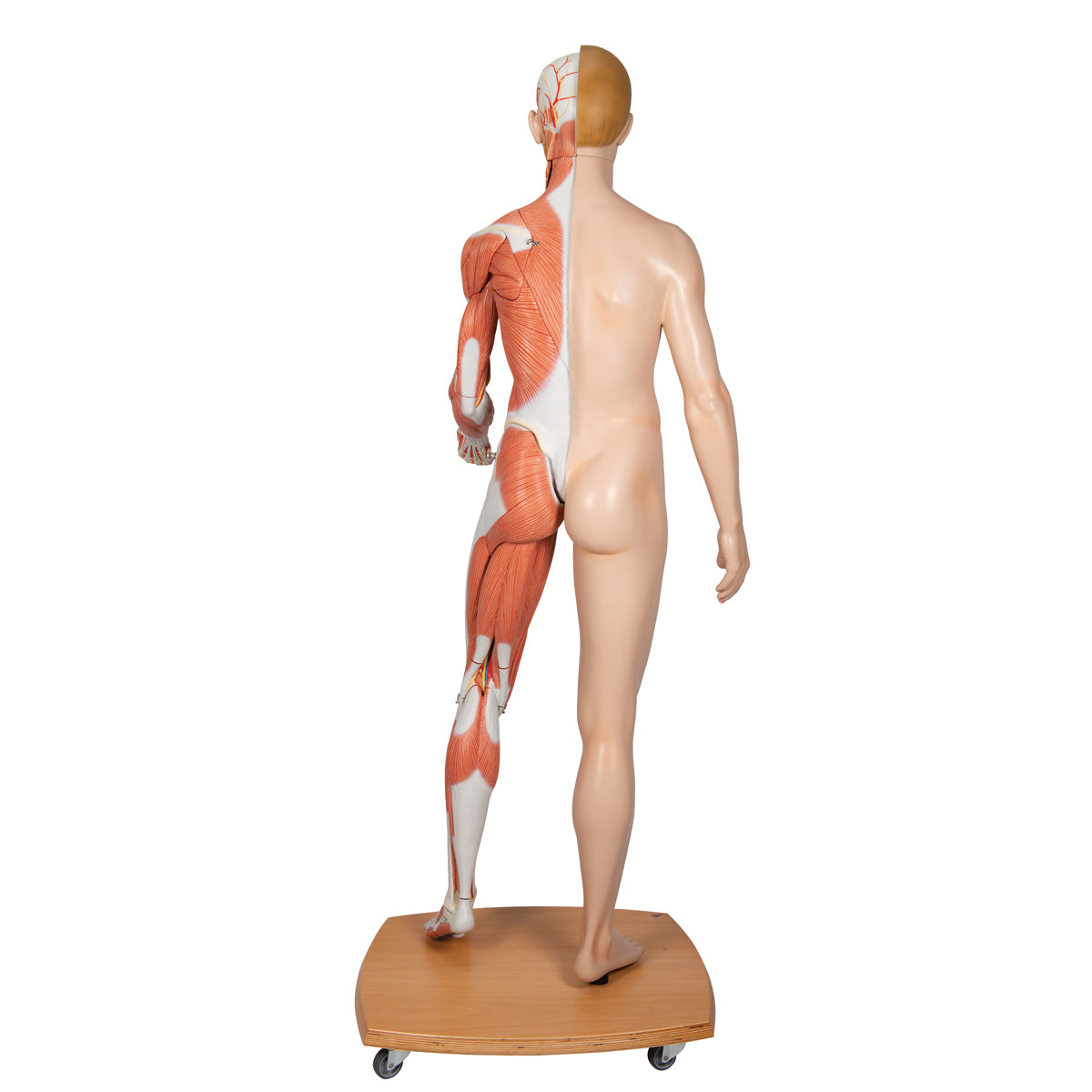 Life-Size Dual Sex Human Figure, Half Side with Muscles, 39 parts - 3B Scientific B53, view 9