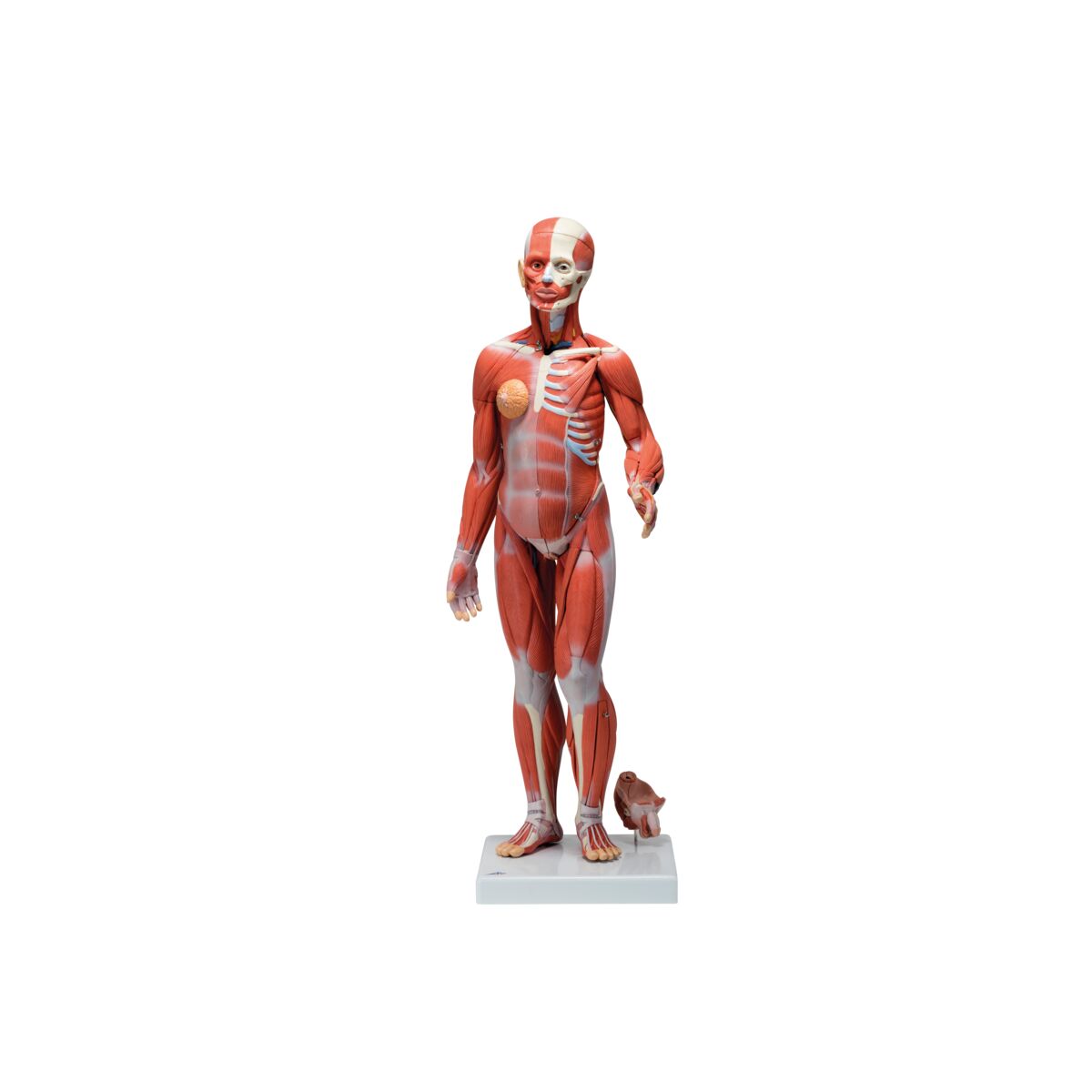 1/2 Life-Size Complete Human Dual Sex Muscle Model, 33 part