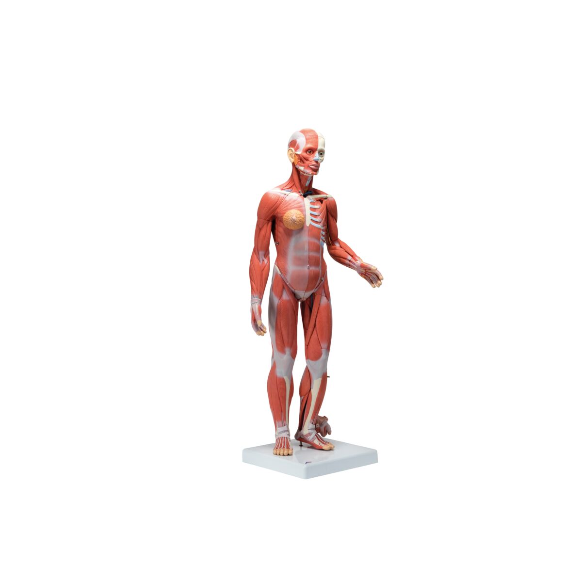 1/2 Life-Size Complete Human Dual Sex Muscle Model, 33 part