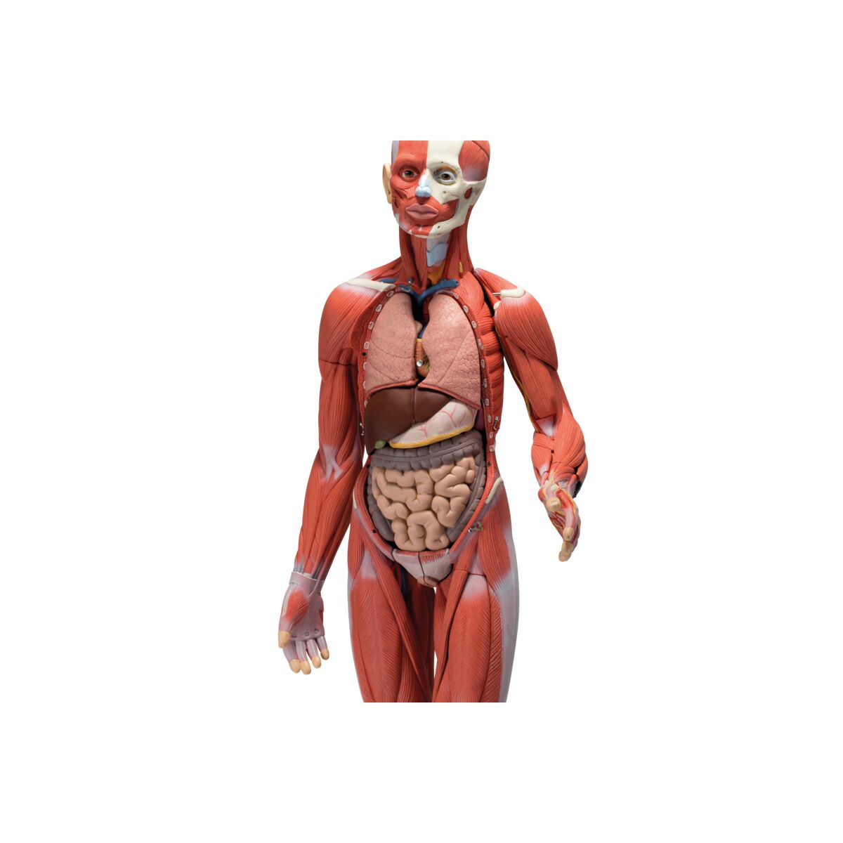 1/2 Life-Size Complete Human Dual Sex Muscle Model, 33 part