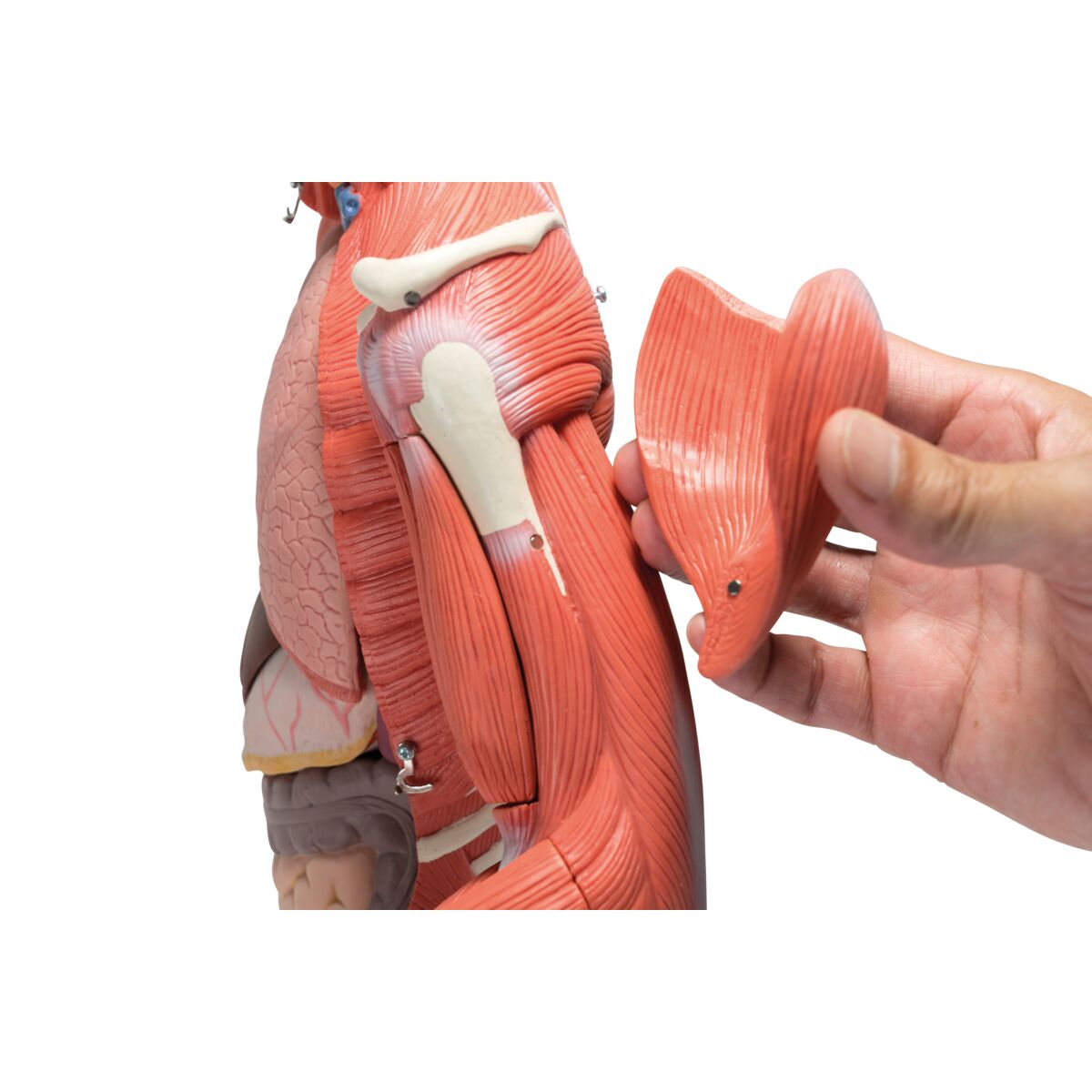 1/2 Life-Size Complete Human Dual Sex Muscle Model, 33 part