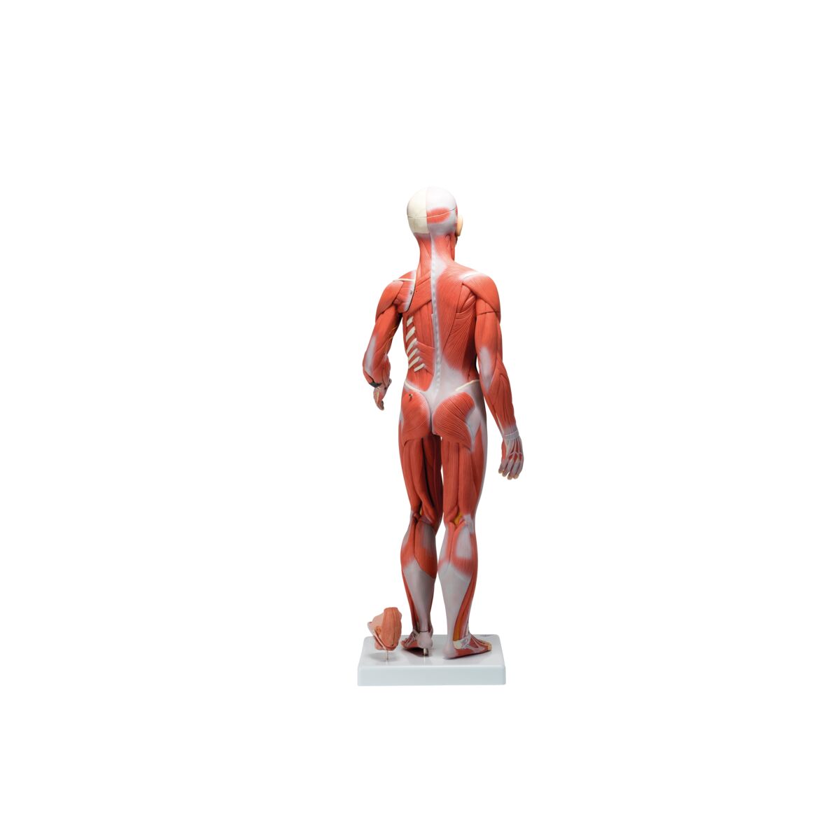 1/2 Life-Size Complete Human Female Muscle Figure, without Internal Organs, 21 part