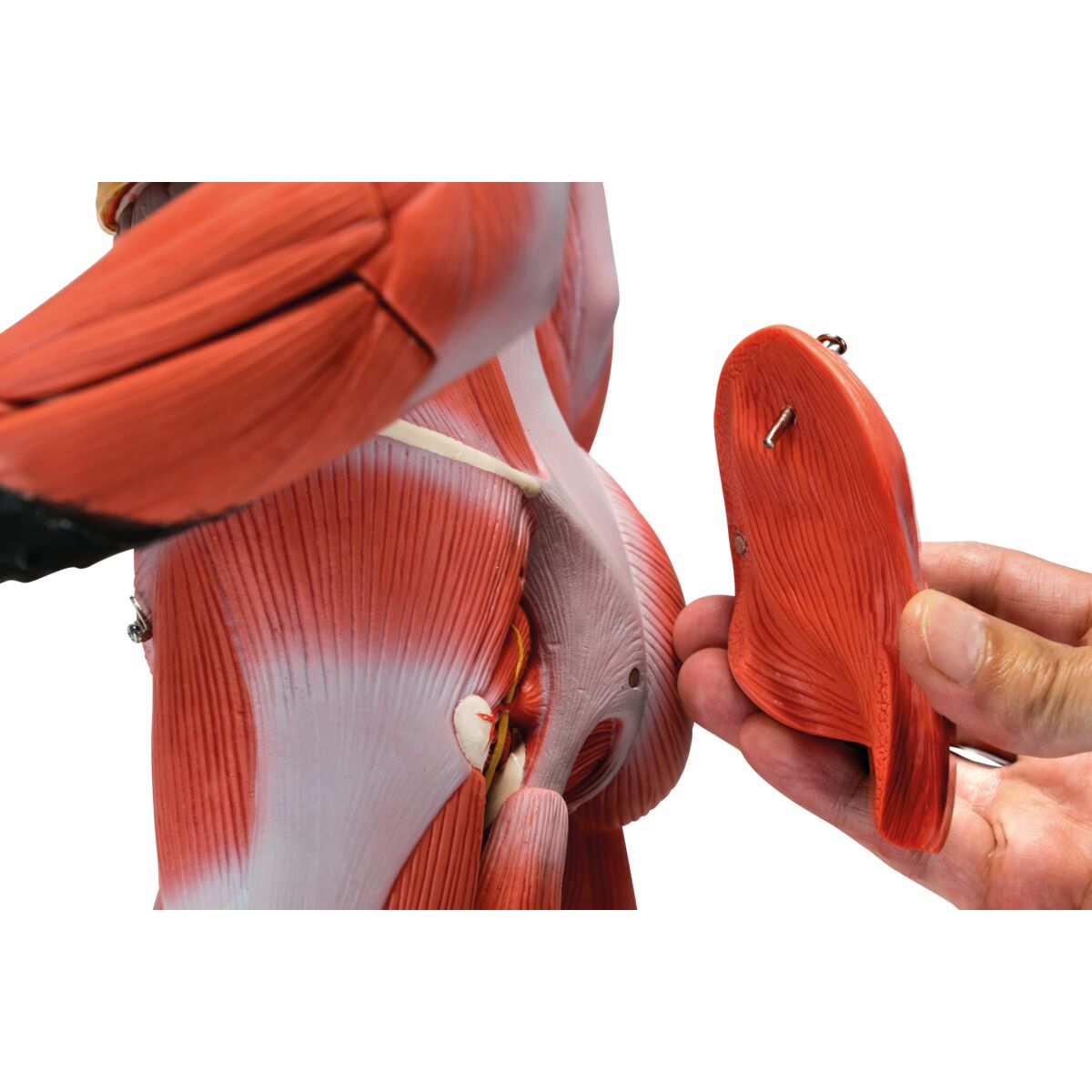 1/2 Life-Size Complete Human Female Muscle Figure, without Internal Organs, 21 part