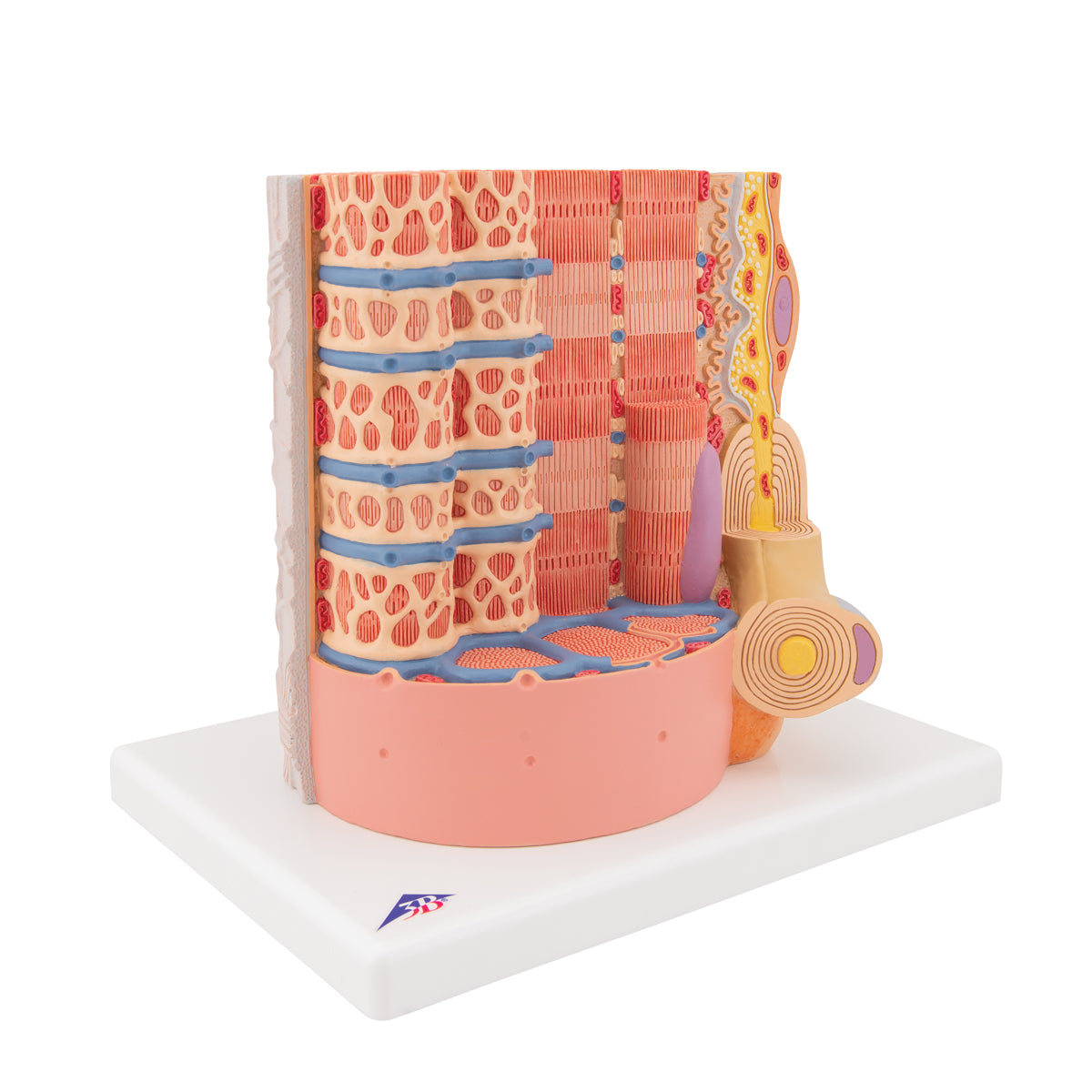 3B MICROanatomy Human Muscle Fiber Model, 10,000 times magnified - 3B Scientific B60, view 9