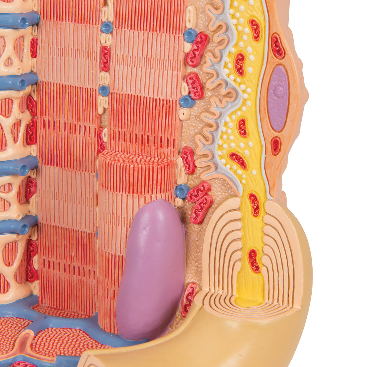 3B MICROanatomy Human Muscle Fiber Model, 10,000 times magnified - 3B Scientific B60, view 14