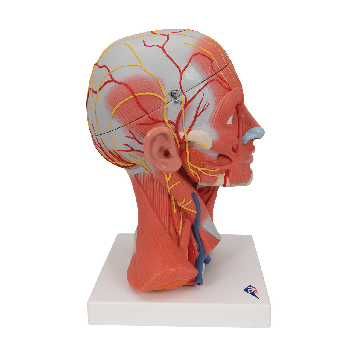Head and Neck Musculature Model, 5 parts - 3B Scientific C05, view 2