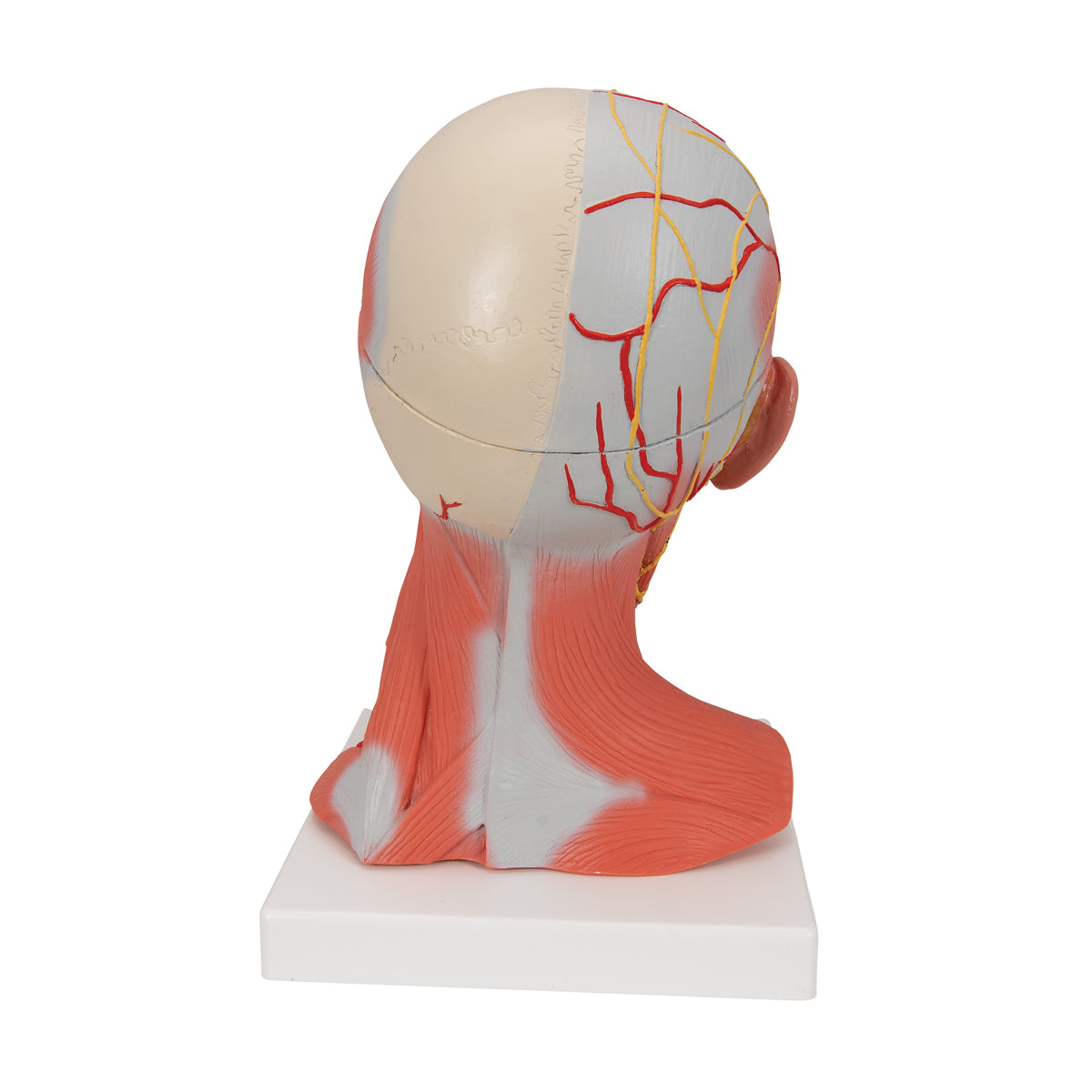 Head and Neck Musculature Model, 5 parts - 3B Scientific C05, view 3