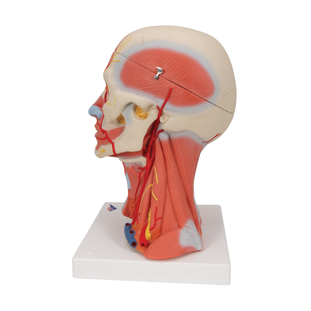 Head and Neck Musculature Model, 5 parts - 3B Scientific C05, view 4