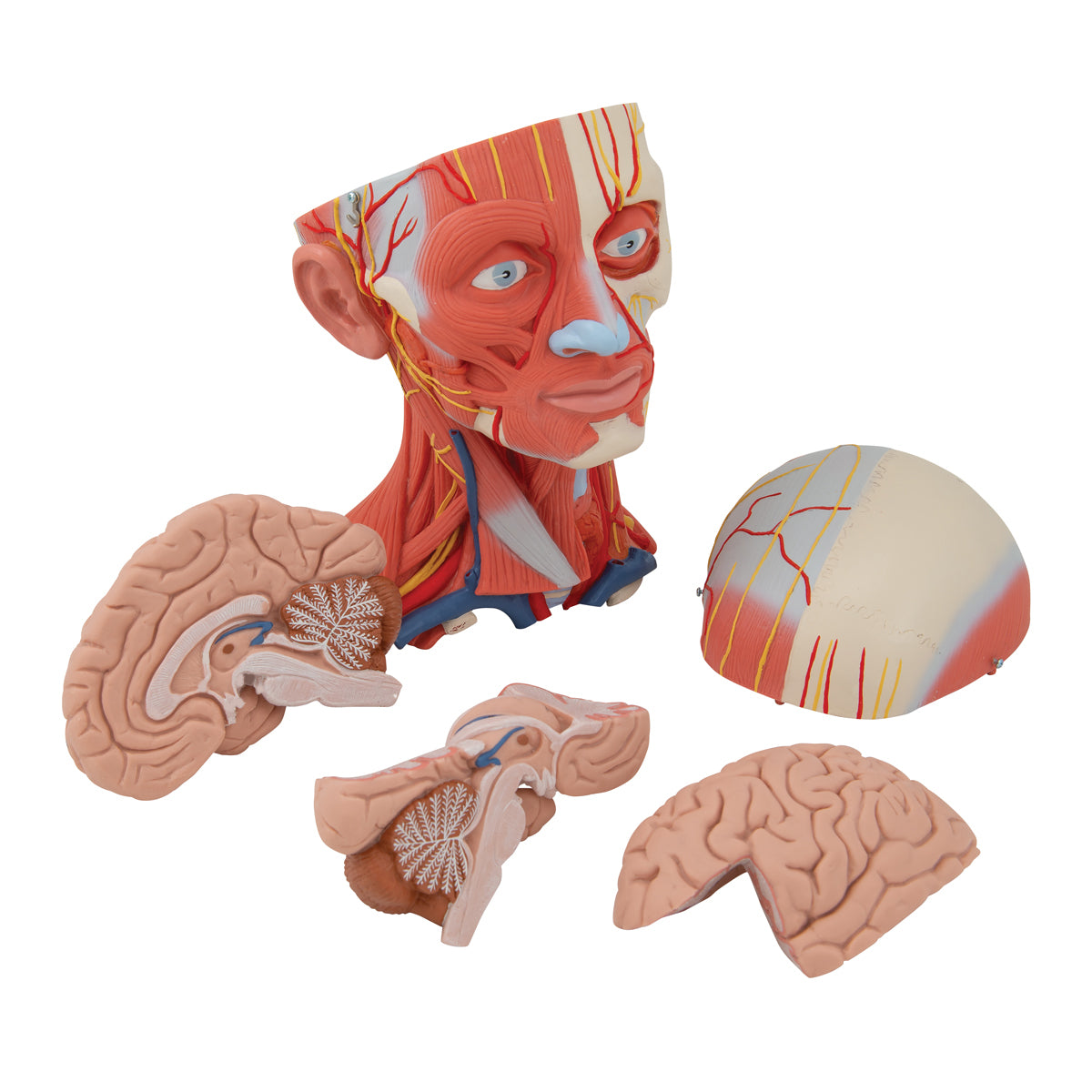 Head and Neck Musculature Model, 5 parts - 3B Scientific C05, view 5