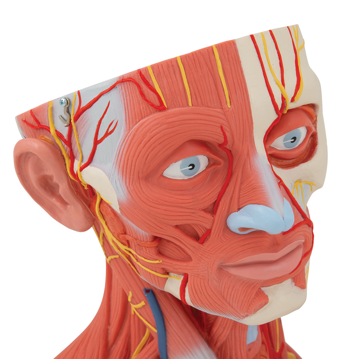 Head and Neck Musculature Model, 5 parts