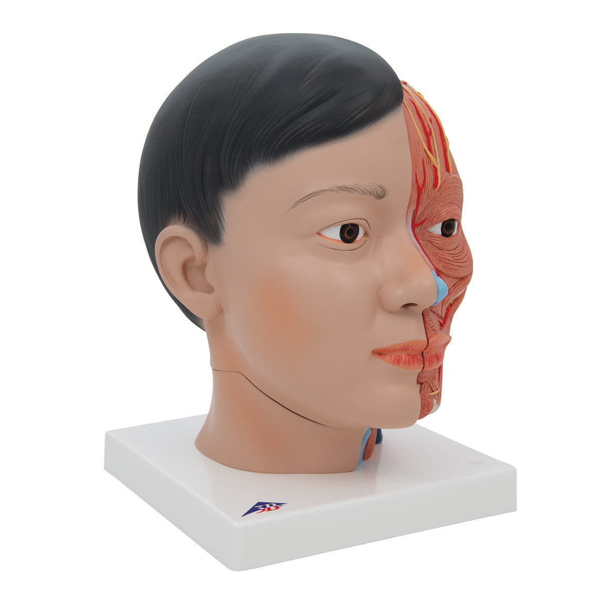 Asian Deluxe Head Model with Neck, 4 part | 3B Scientific C06 | Candent - side