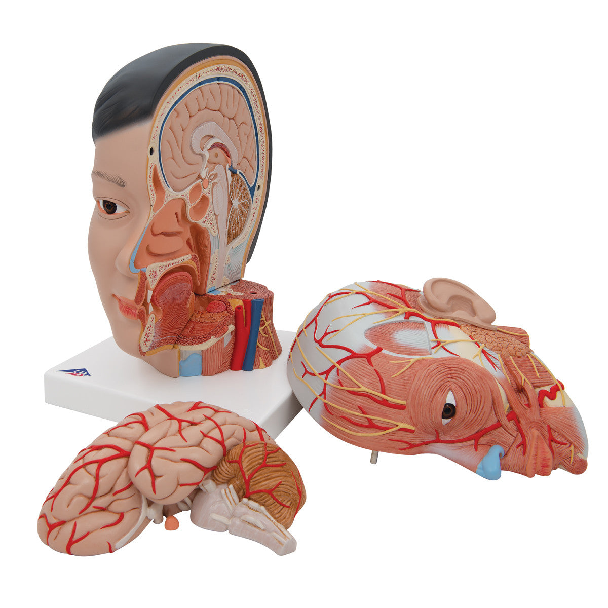 Asian Deluxe Head Model with Neck, 4 part | 3B Scientific C06 | Candent - opened