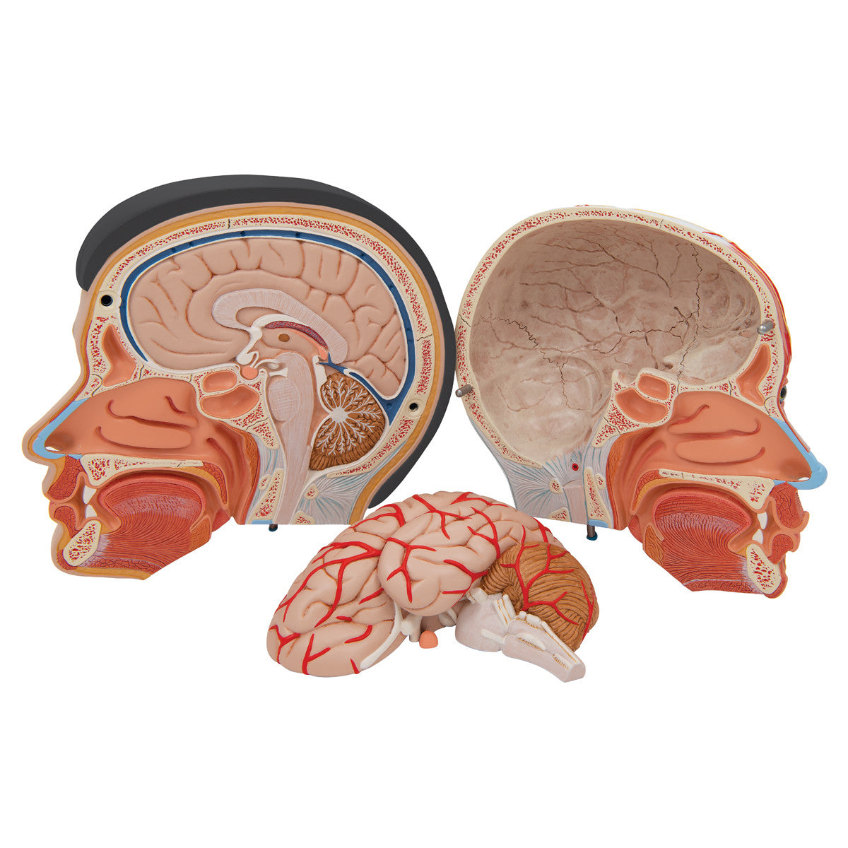 Asian Deluxe Head Model with Neck, 4 part | 3B Scientific C06 | Candent - separated