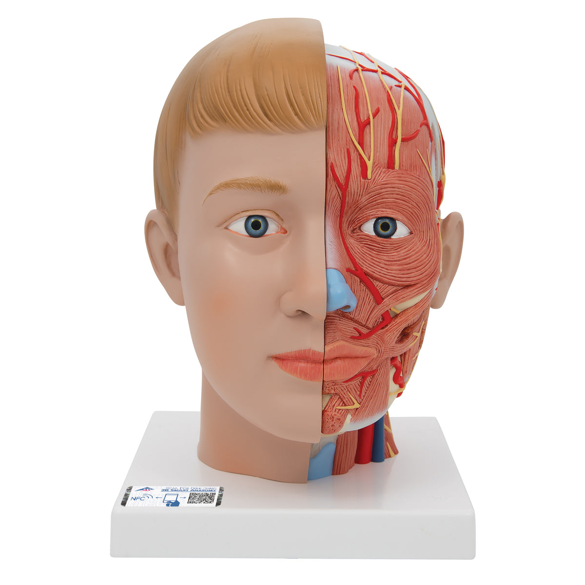 Human Head Model with Neck, 4 part - 3B Scientific C07, view 8