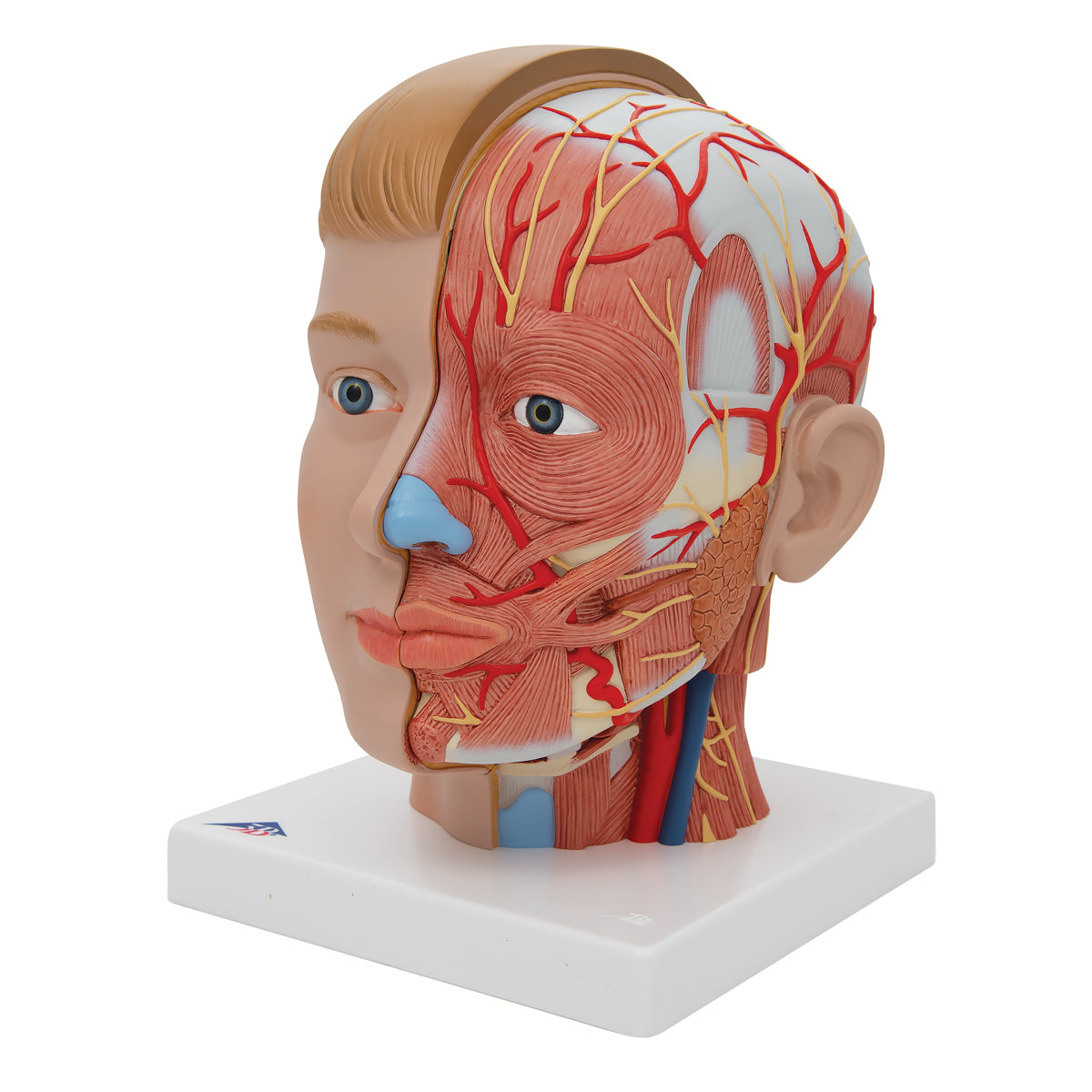 Human Head Model with Neck, 4 part - 3B Scientific C07, view 11