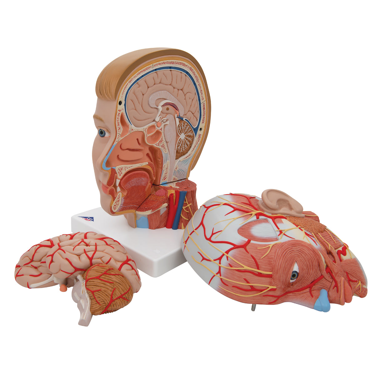 Human Head Model with Neck, 4 part - 3B Scientific C07, view 12