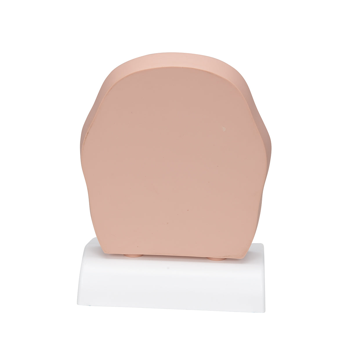 Model of Frontal Section of Human Head (paranasal sinuses)