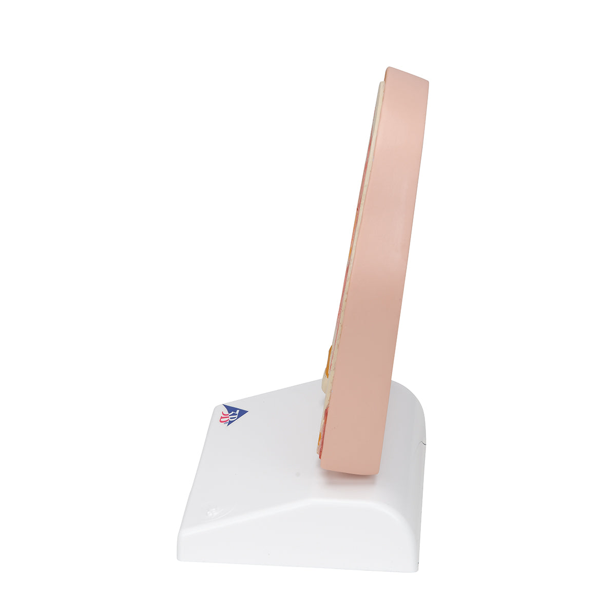 Model of Frontal Section of Human Head (paranasal sinuses)