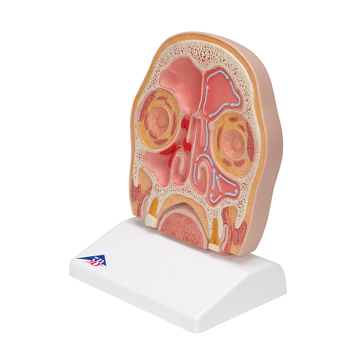 Model of Frontal Section of Human Head (paranasal sinuses)