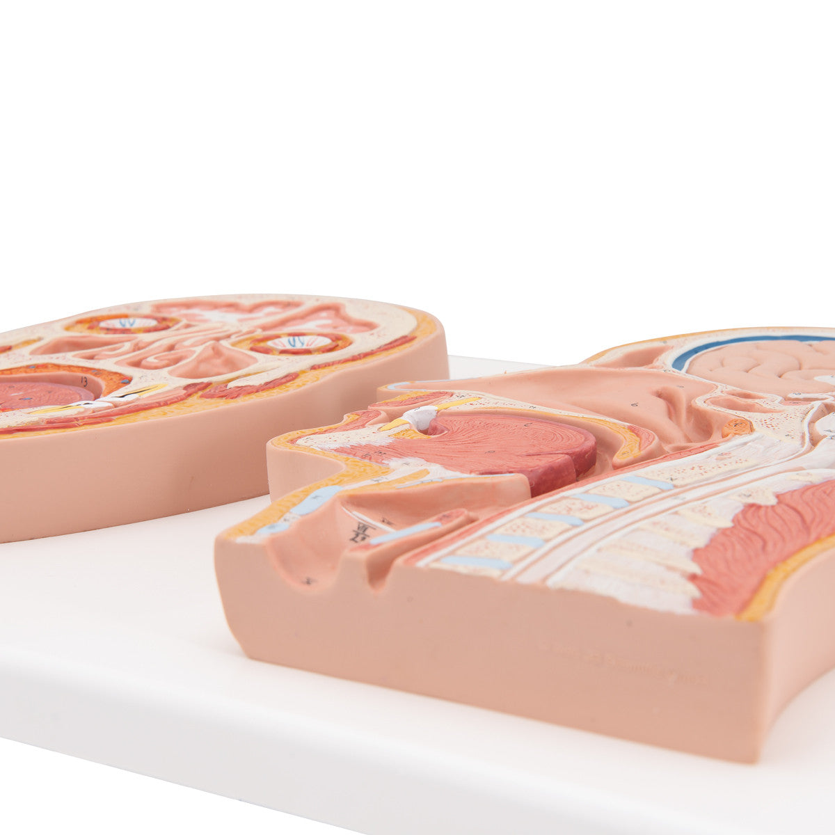 Median and Frontal Section of the Head | 3B Scientific C13
