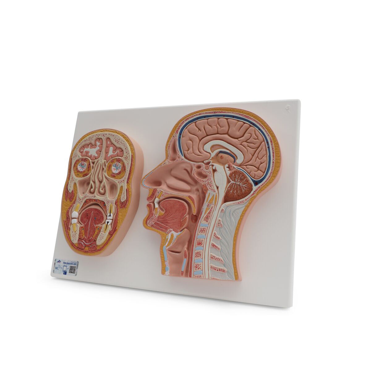Median and Frontal Section of Human Head