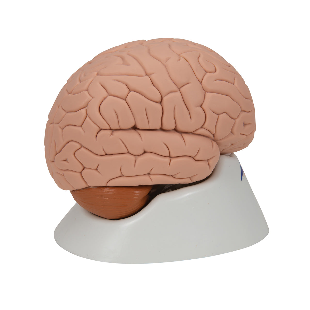 Human Brain Model, 2 part - 3B Scientific C15, view 3