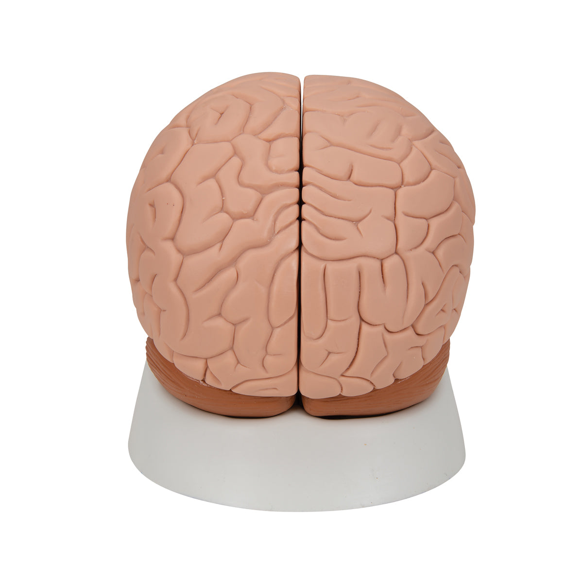 Human Brain Model, 2 part
