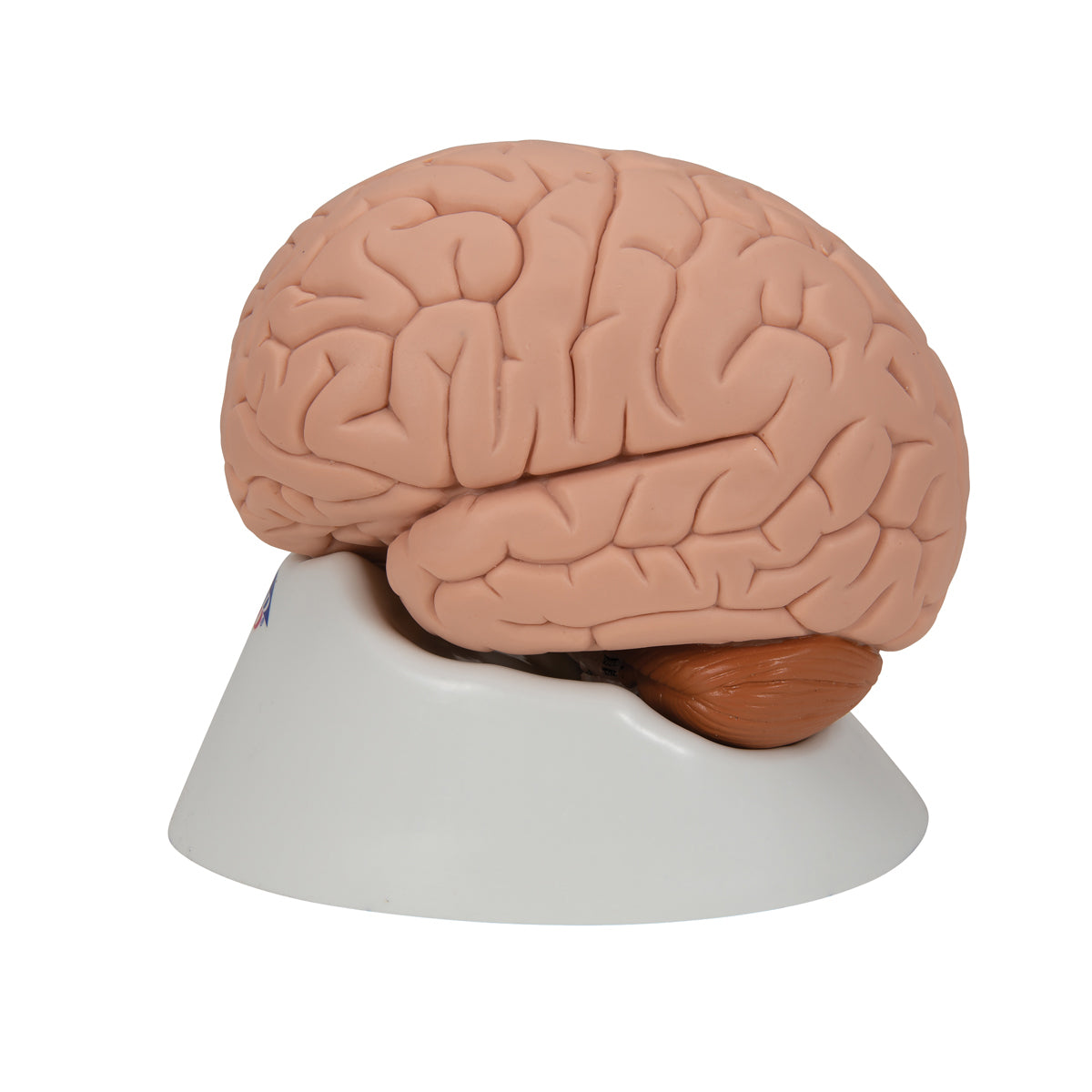 Human Brain Model, 2 part