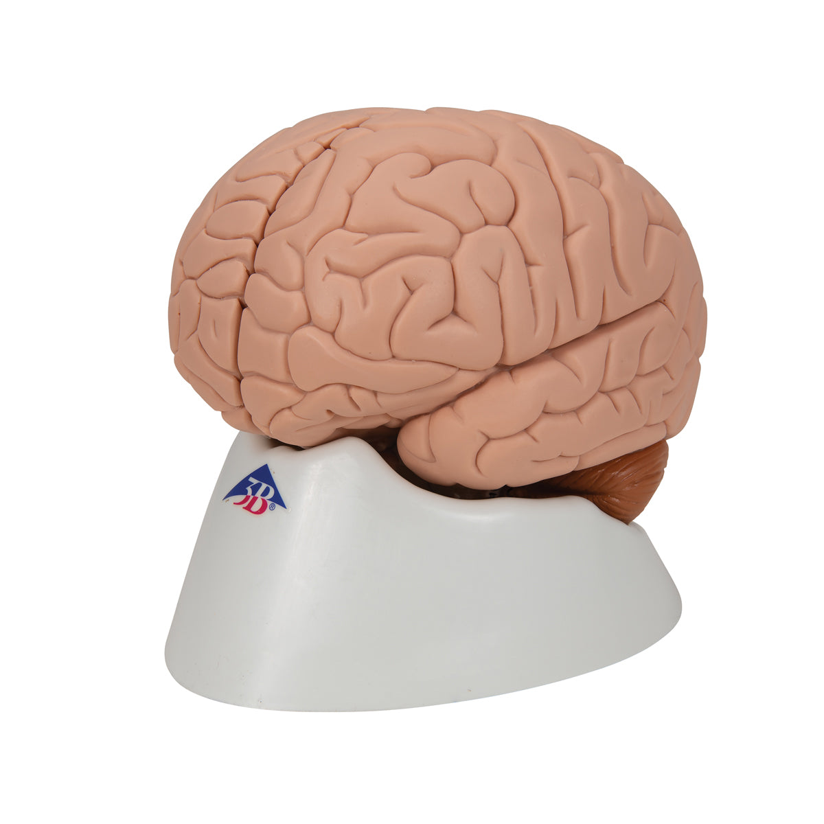 Human Brain Model, 2 part