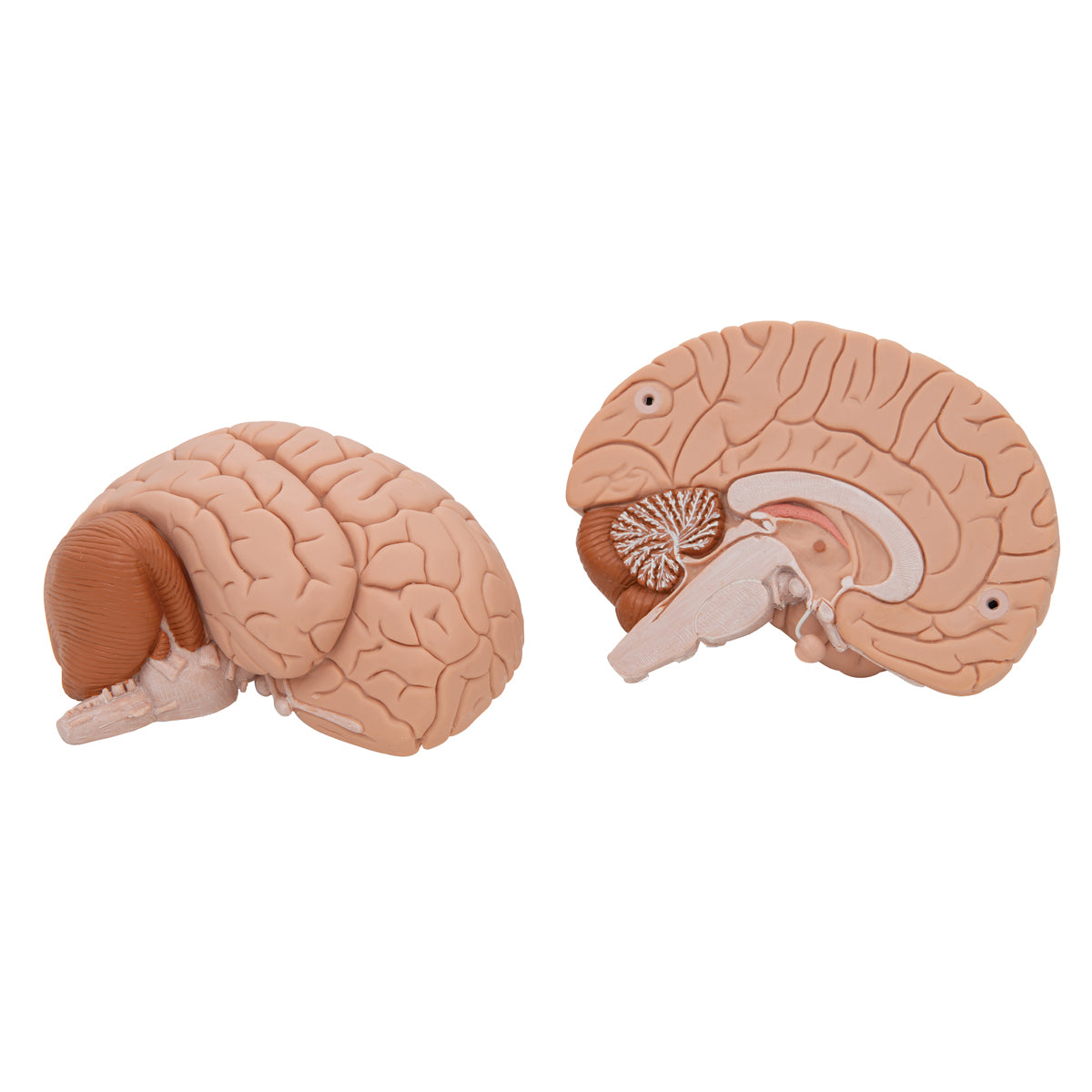 Human Brain Model, 2 part - 3B Scientific C15, view 7
