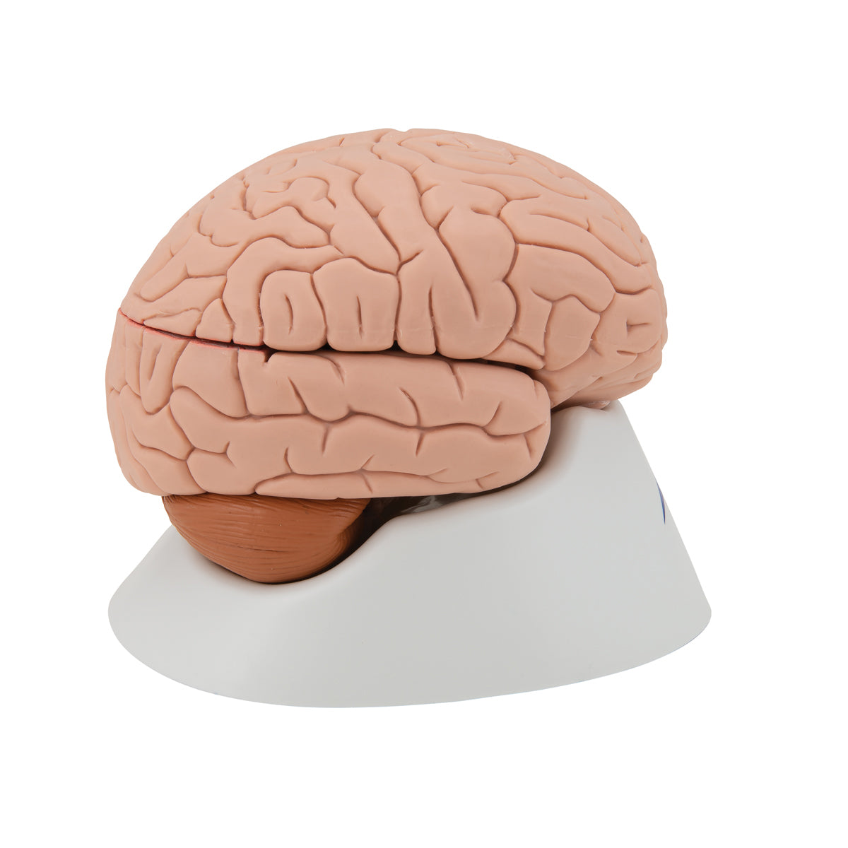 Brain Model, 4 parts