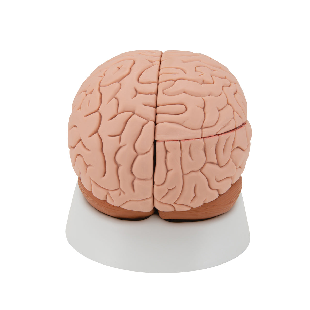 Brain Model, 4 parts
