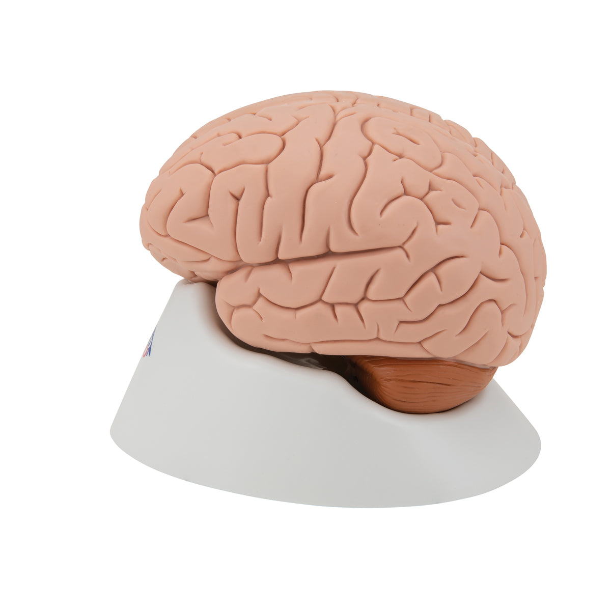 Brain Model, 4 parts