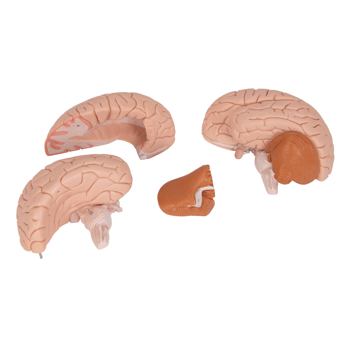 Brain Model, 4 parts