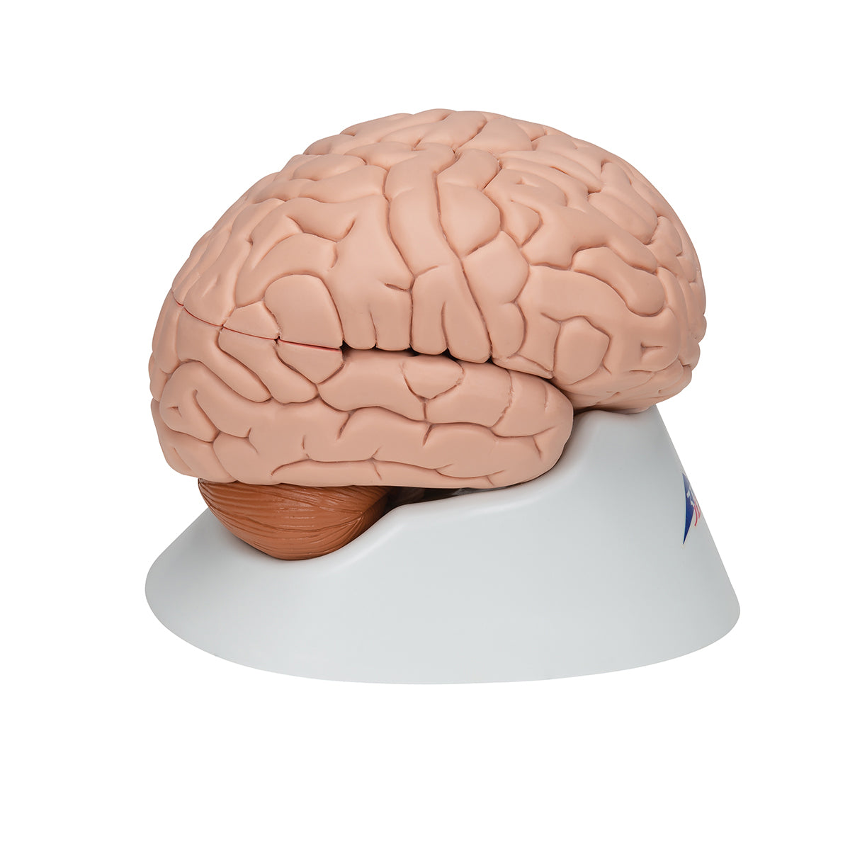 Deluxe Brain Model, 8 parts