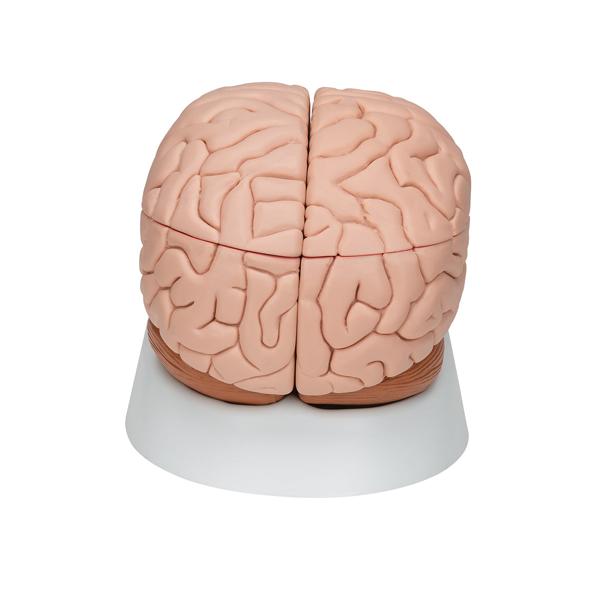 Deluxe Brain Model, 8 parts - 3B Scientific C17, view 4