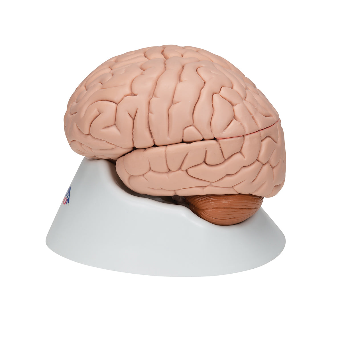 Deluxe Brain Model, 8 parts