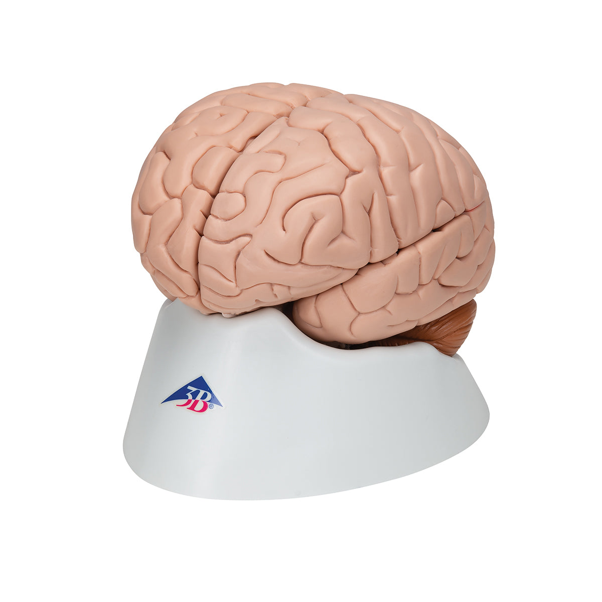 Deluxe Brain Model, 8 parts