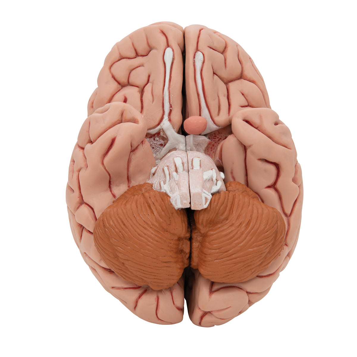 Classic Human Brain Model, 5 part